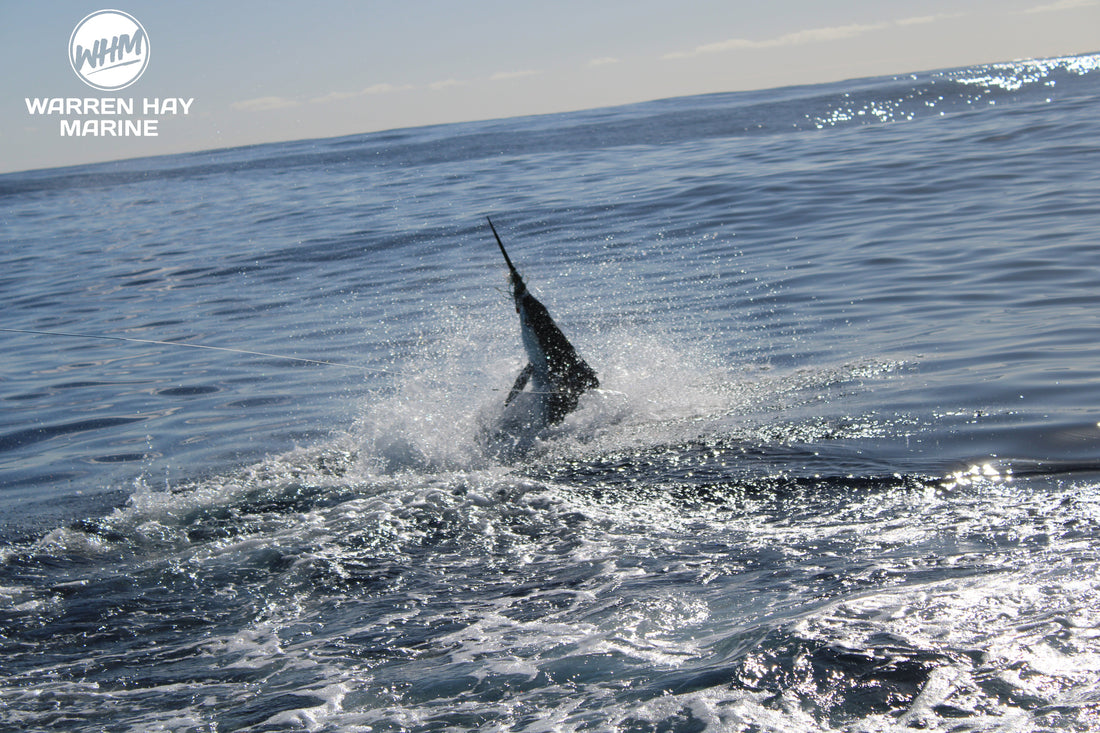 Marlin leaping from the ocean 
