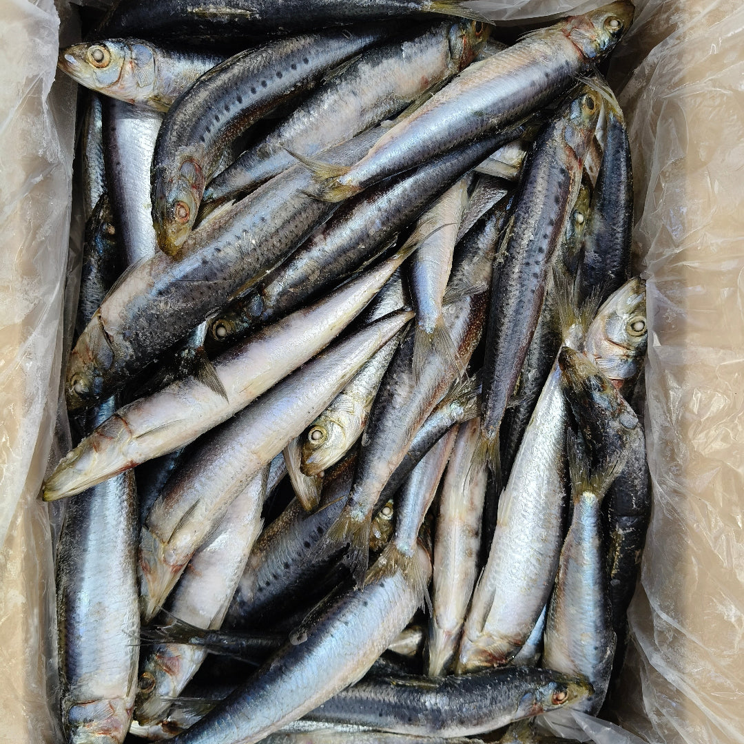 Whole pilchards bait ready for snapper fishing NZ