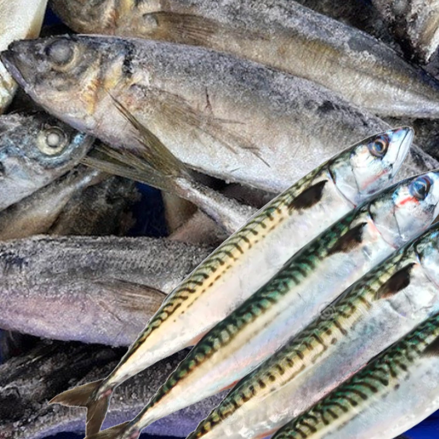 Fresh frozen mackerel bait snapper fishing Northland