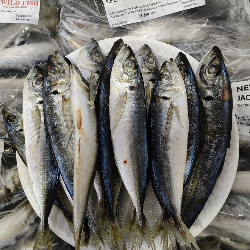 1KG bags of New Zealand premium-grade frozen Jack Mackerel bait, with fresh mackerel displayed on a plate, snap-frozen for top fishing performance.