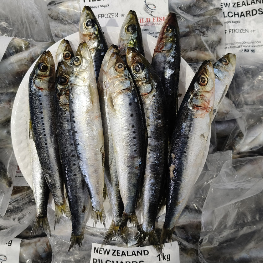 Premium 1KG frozen pilchards available at Warren Hay Marine, Whangarei. Fresh-caught and snap-frozen bait, ideal for snapper, kingfish & more. Your top source for quality bait in Whangarei.