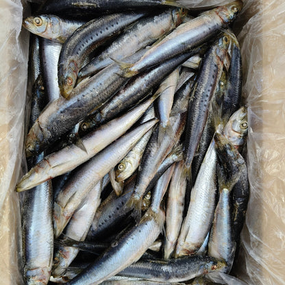 5kg bag of NZ Salty Dog Pilchards – bait for fishing, available at Warren Hay Marine.